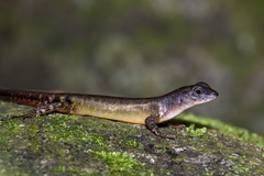 Sphenomorphus sabanus