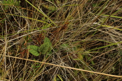 Rubus acanthophyllos