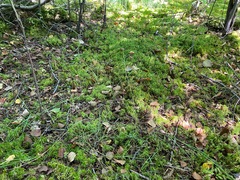 Carex chordorrhiza