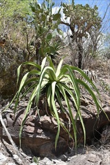 Agave vilmoriniana