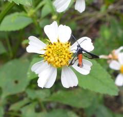 Synanthedon geliformis