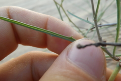 Launaea fragilis