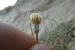 Launaea fragilis