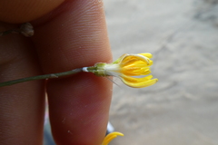 Launaea fragilis