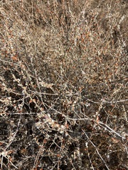Eriogonum wrightii dentatum