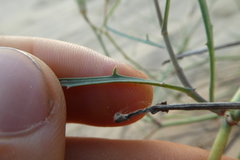 Launaea fragilis