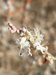 Eriogonum wrightii dentatum