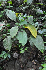 Spathiphyllum dressleri