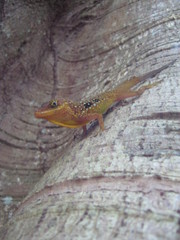 Anolis oculatus