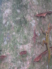 Anolis oculatus