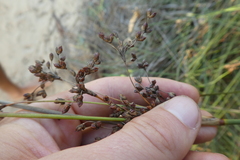 Juncus