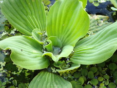 Pistia stratiotes image