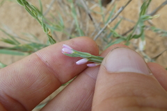 Schenkia spicata