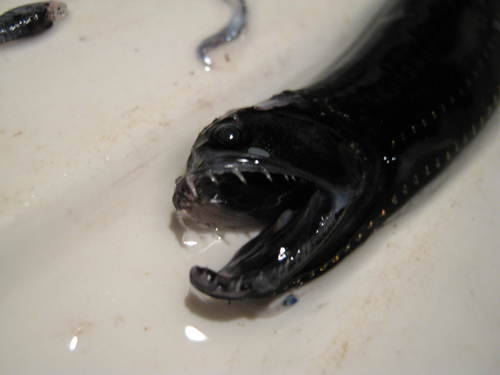 Boa Dragonfish