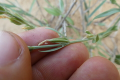 Schenkia spicata