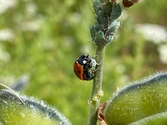 Coccinella septempunctata