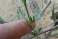 Schenkia spicata