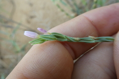 Schenkia spicata