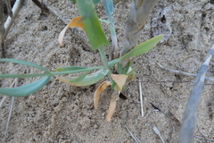 Schenkia spicata