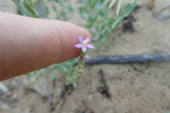 Schenkia spicata
