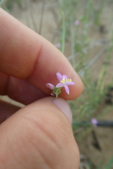 Schenkia spicata