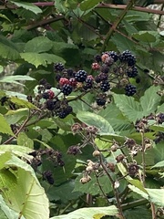 Rubus