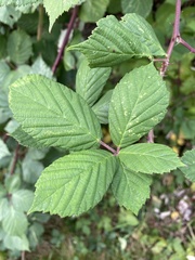Rubus