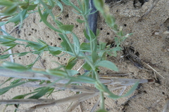 Schenkia spicata