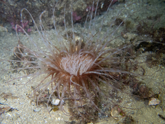 Pachycerianthus