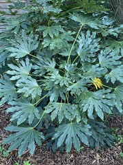 Fatsia