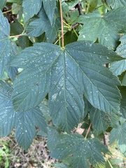 Acer pseudoplatanus
