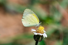 Pyrisitia lisa centralis