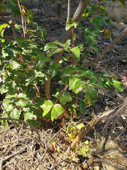 Berberis aquifolium