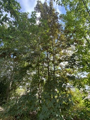 Acer pseudoplatanus