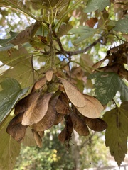 Acer pseudoplatanus