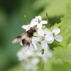 Leucozona lucorum