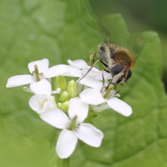 Leucozona lucorum