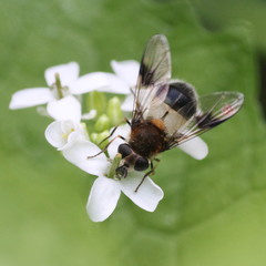 Leucozona lucorum
