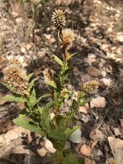 Pterocaulon serrulatum