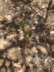 Pterocaulon serrulatum