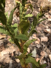 Pterocaulon serrulatum
