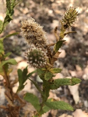 Pterocaulon serrulatum