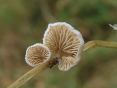 Crepidotus epibryus
