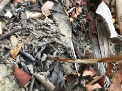 Platanthera elegans elegans