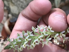 Platanthera elegans elegans