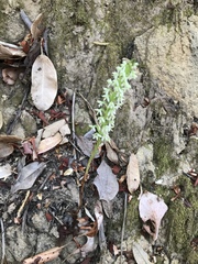 Platanthera elegans elegans