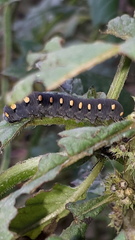 Tenthredo marginella