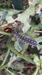 Tenthredo marginella