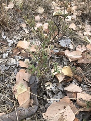 Pterocaulon sphacelatum