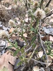 Pterocaulon sphacelatum